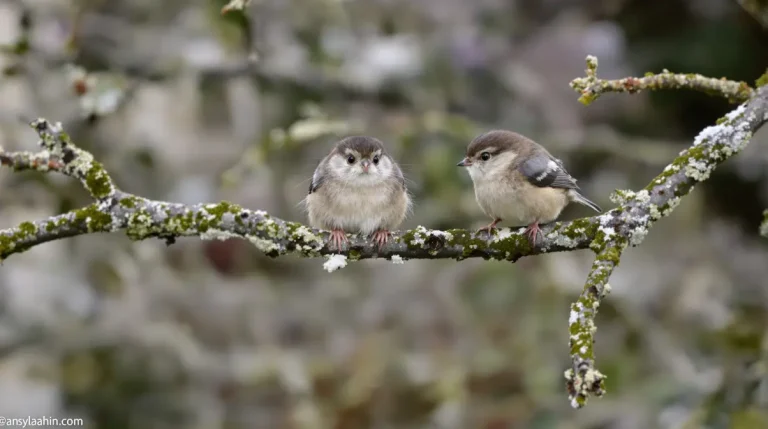 Des orites dans mon jardin : comment reconnaître ces petits oiseaux méconnus